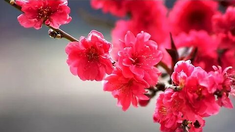 Relaxing Music for Mind and Body, Calming Music, Healing Music, Meditation Music, Spa Music, Yoga