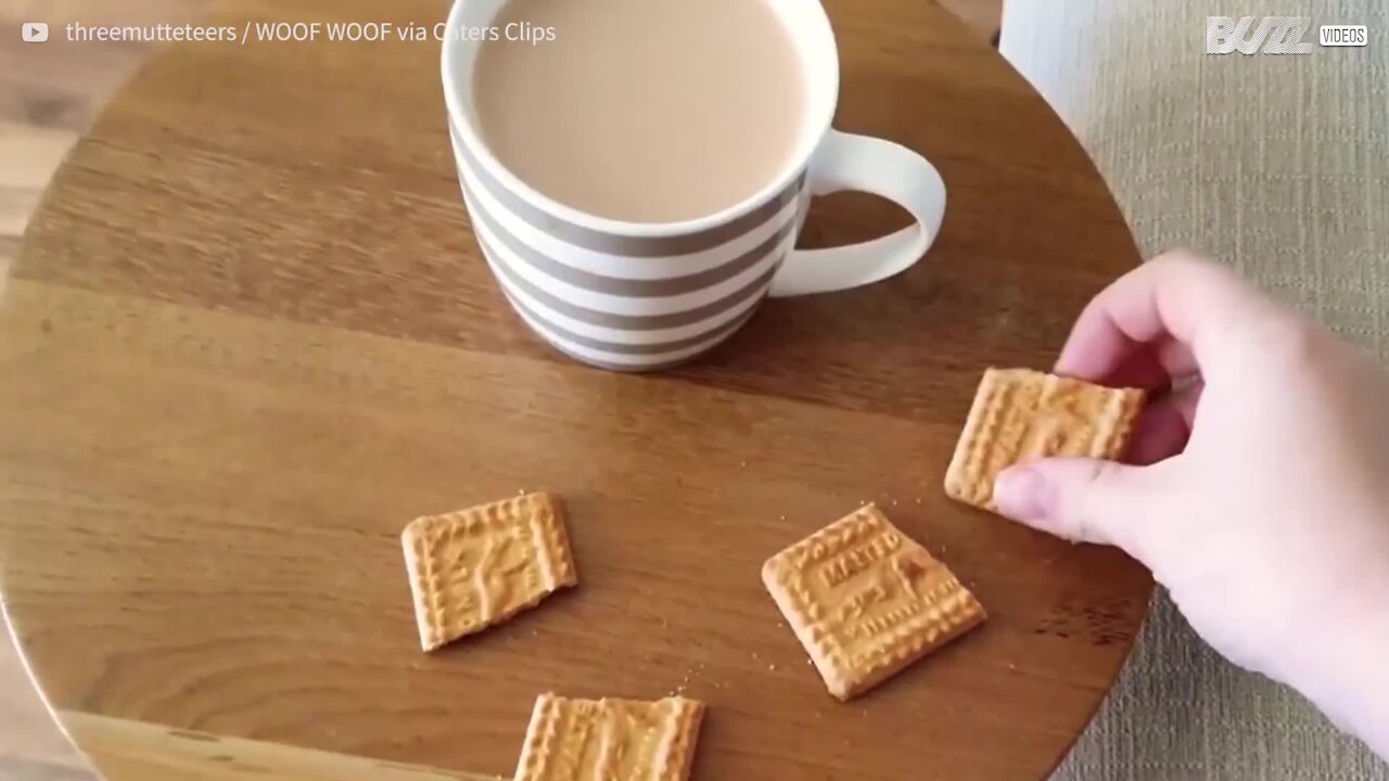 Picky doggo only eats bisuits with tea!