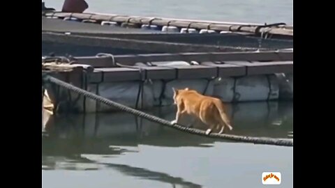 Dog vs cat funny moments 🐕 trending video