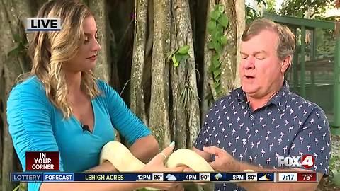 A look inside the Everglades Wonder Gardens