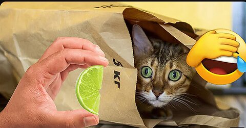 Funniest animals 2024 🐱In tiktok 😂 Funny and Fails Pets Video #1