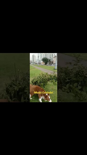 n tem q criar 'Força Nenhuma'! n caiam nessa! #shorts