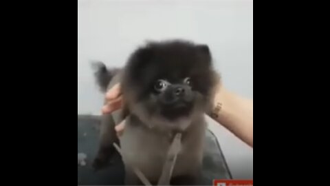 cute dog haircute dancing dog