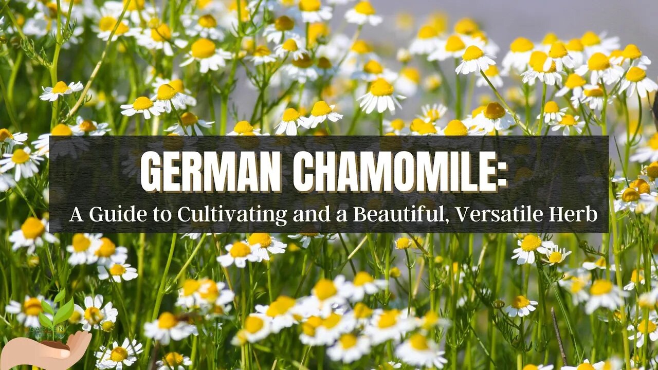 German Chamomile: A Guide to Cultivating and Utilizing this Versatile Herb