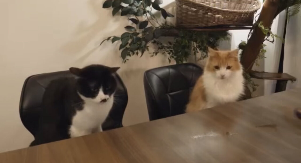 👨🏻🍳How to make delicious Japanese🍣 food for cats🐱