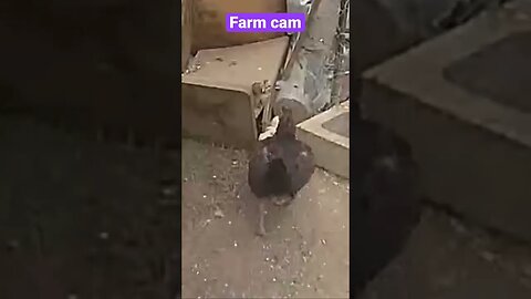 Farm cameras: monitoring animals