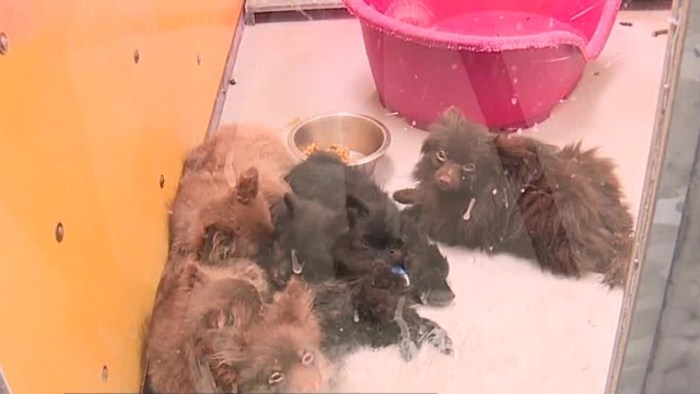 Criminal charges filed against woman with 164 Pomeranians