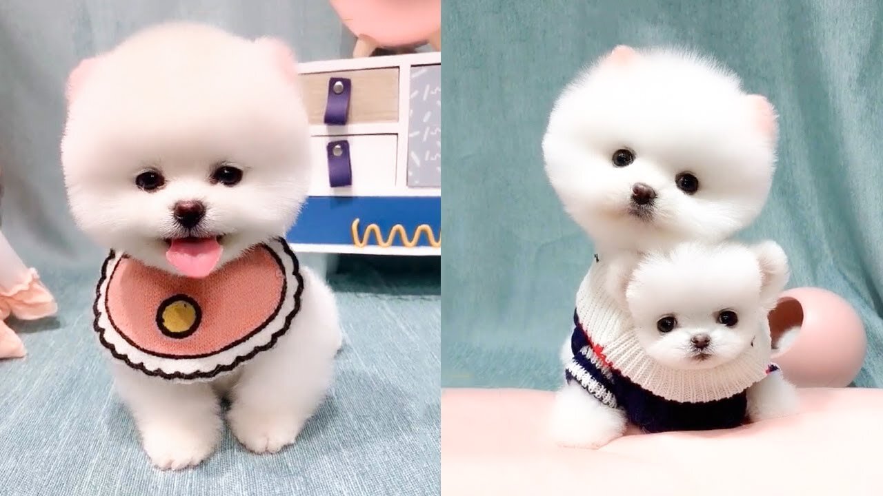 Cute Cate funny videos 2022