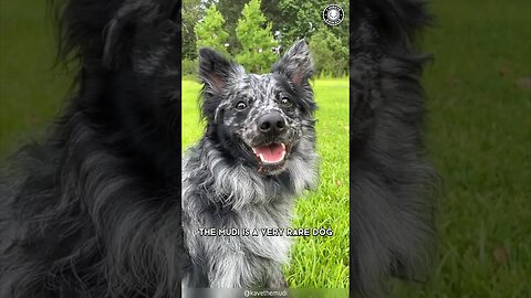 Mudi ✨ Rare Beauty of the Dog World!