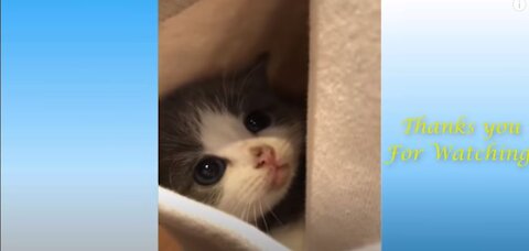 Funny Dogs And cute lovely cats video completion 2021 | trending video