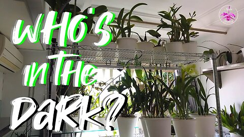 My Orchid Grow Space in January 2023 | #ninjaorchids