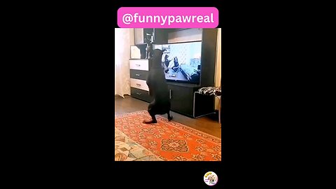 Funny animals 😋😎😎funny moments 😃😋☺