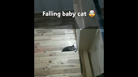 Falling baby cat