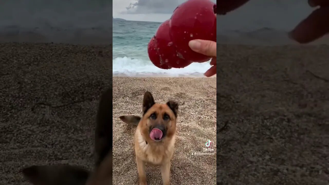 Rescued German Shepard given a new chance at life