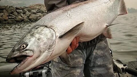 GIANT King Salmon Catch N Cook & AMAZING Smoked Salmon Dip!