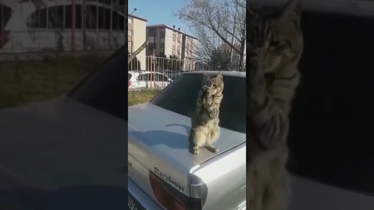 Cat dance #shorts #youtubeshorts #animals #cat