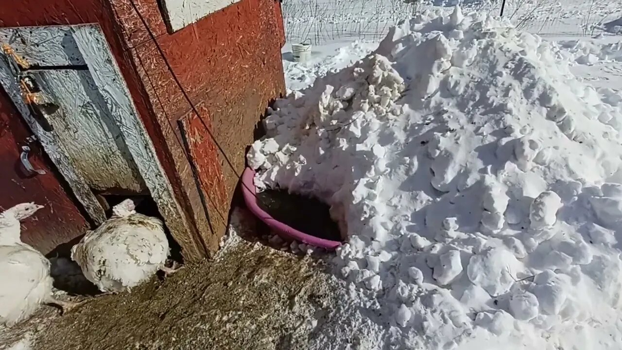 Snow-melt to water animals in Winter