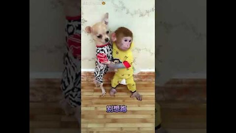 Cute Baby Monkey And Puppies Compilation