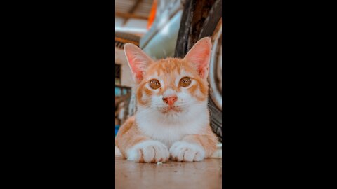 Funny cat and dog complication