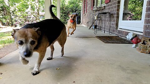 Bluto The Chihuahua Making a Great Mid-air Catch