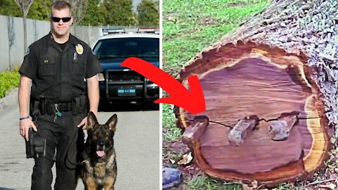 Ex Police Dog Keeps Barking At Tree and Dad Finds A Lot More Than Wood Inside