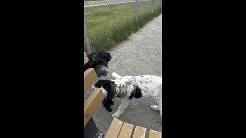 Playful Portuguese Water Dog