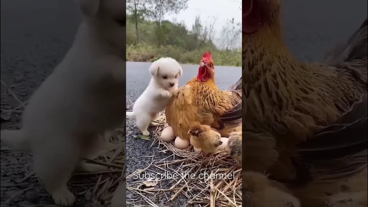 Cat $ chicken friendship#entertainment