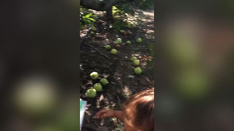 Funny Fall Moments 2017