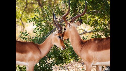 Wildlife Family