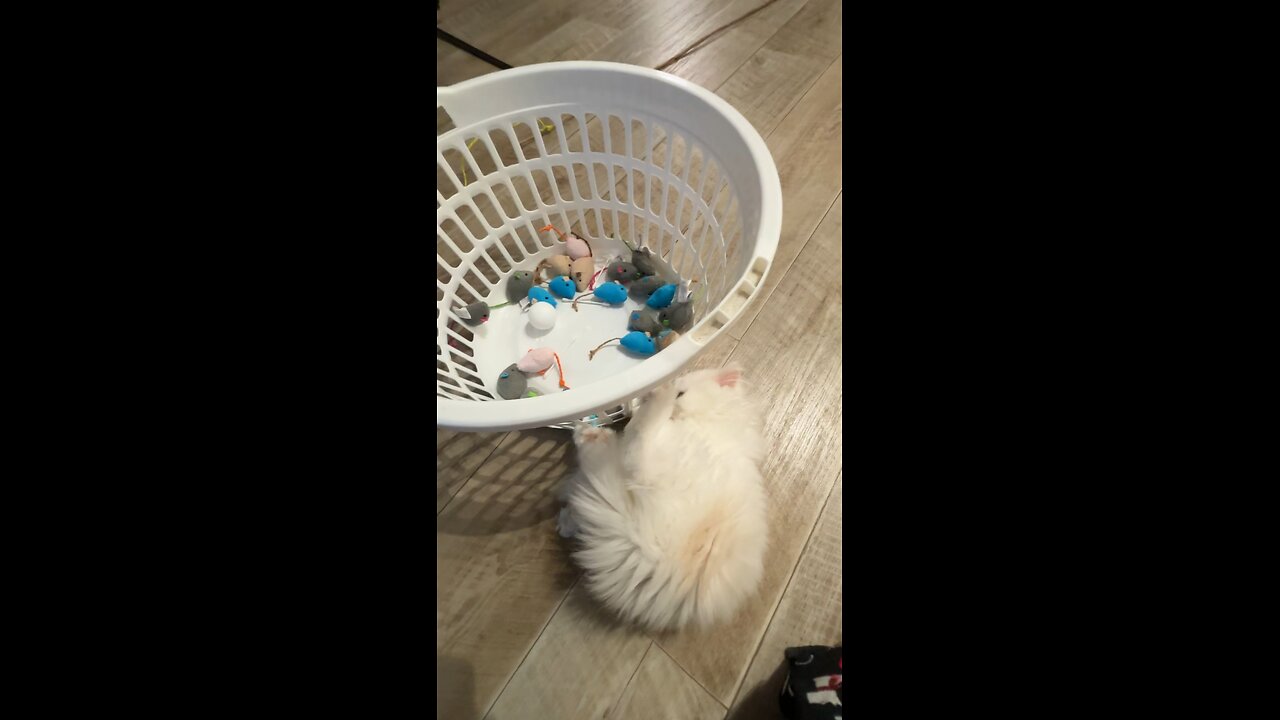 Kitten Plays with Toy Mice in Laundry Basket