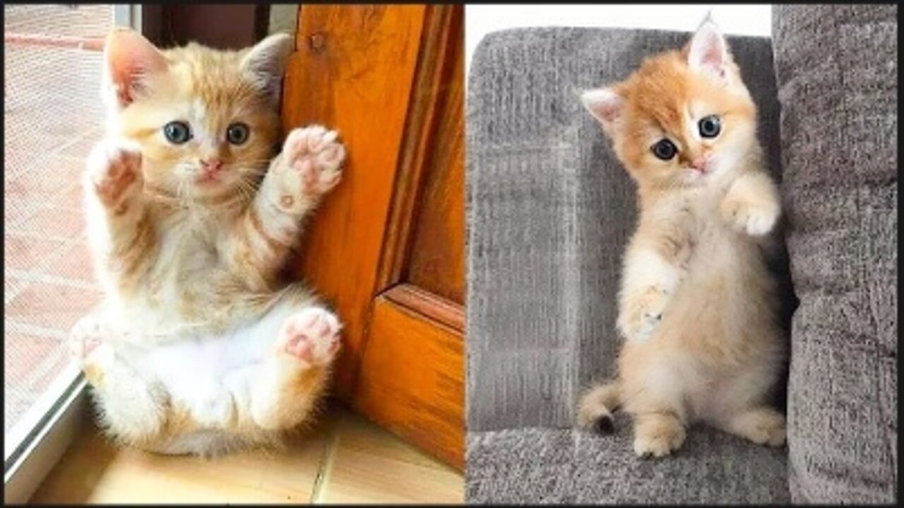 Baby Cats - Cute and Funny Cat Videos Compilation