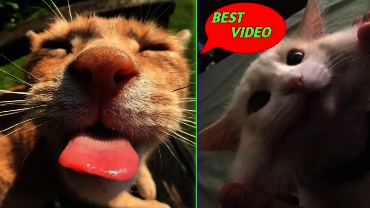 Small Baby Cute Kitten And Funny Cat Video Compilation 2021