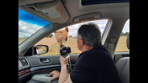 Safari Park Tennessee