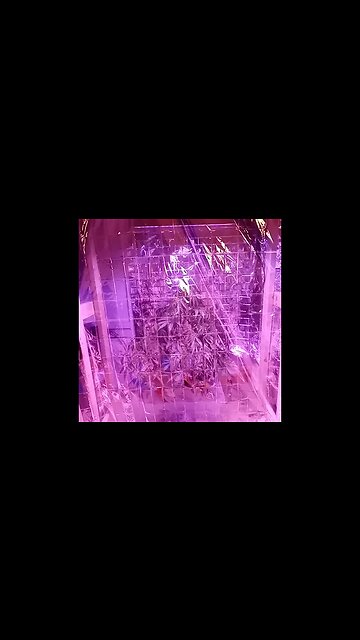 ***VIRAL*** 36 INCHES IN 40 DAYS SEEDSMAN NORTHERN LIGHTS AUTOFLOWER DWC