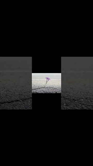 Bloom Where You Are Planted