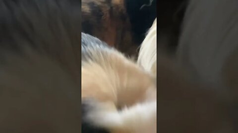 Saturday afternoon with my Guinea pigs