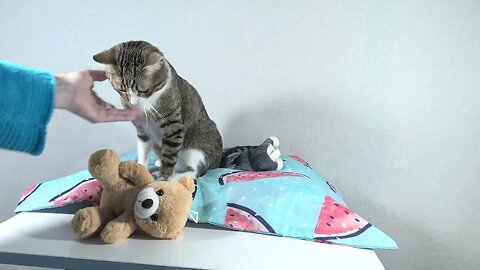 Cat Jumps off the Table