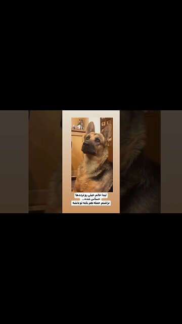 The guard dog is sensitive to the movement the guard dog Cão de guarda Perro guardian Cão de guarda