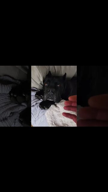 Dog Cuddled Morning Sleepies #shorts #funnydogs