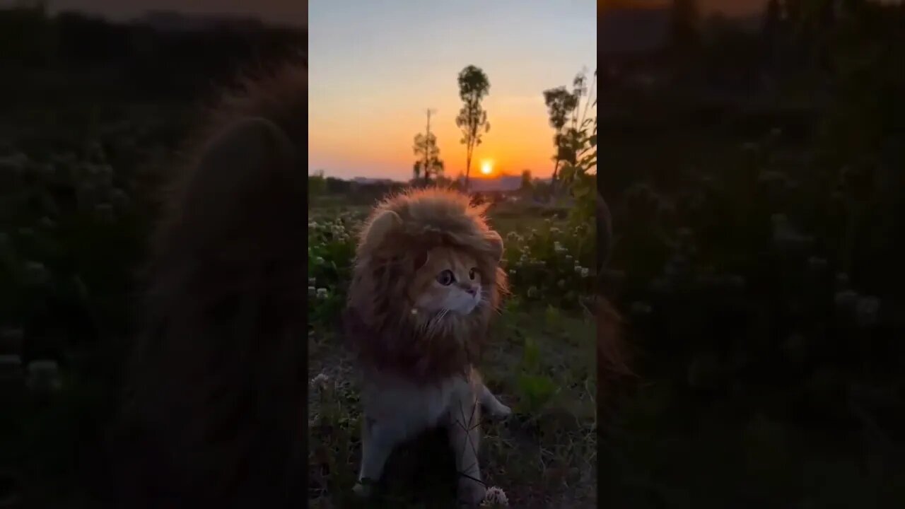 ππSo Cute Baby Catππ #shorts #youtubeshorts