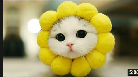 Funny pets life online