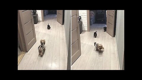 Happy mother Yorkie loves to play with her puppies