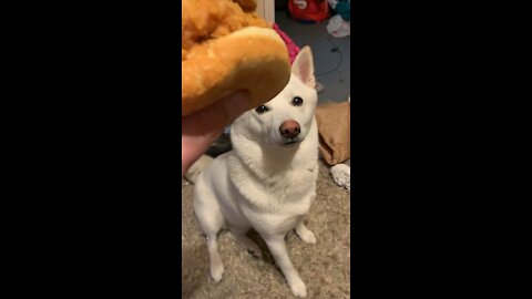 KIBA WANTS MY POPEYES CHICKEN SANDWICH LOL