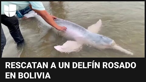 Mira el rescate de un delfín rosado en peligro de extinción en un río amazónico