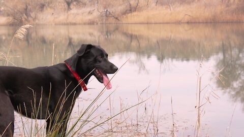 Dogs in the river rejoice when seeing for the first time ...Dog video.🙊💏