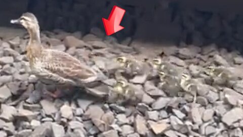 Train delayed because of a family of ducks and their child on the tracks