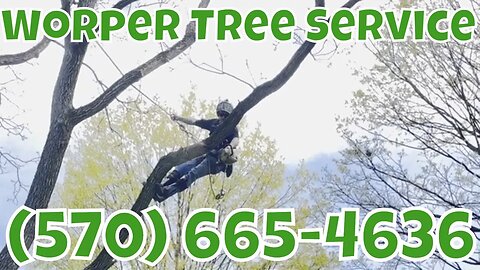 Worper Tree Service At It Again