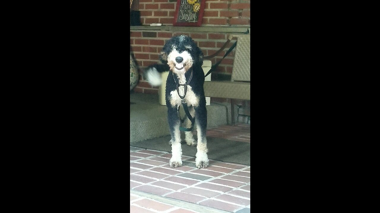 Happy dog smiles upon owner's return home from work