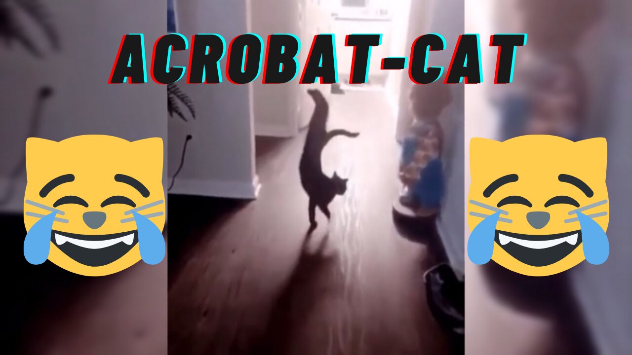 Acrobat cat Level 90