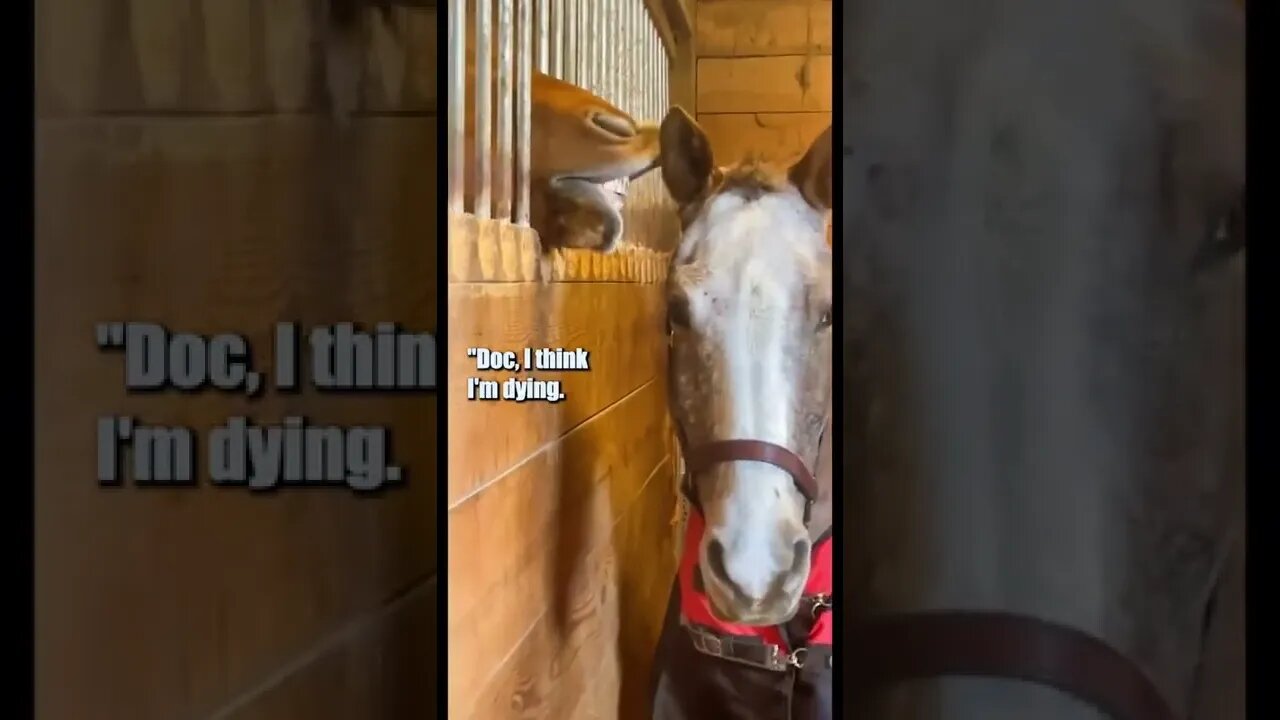 WORLD'S 1ST PUNNY HORSE (FUNNY ANIMAL SHORTS) #shorts